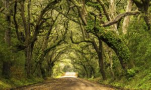 There are lots of choice when it comes to Buy Land in Charleston